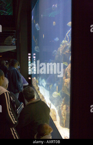 Visitors look into large display tanks filled with fish and aquatic animals at the Tennessee Aquarium in Chattanooga Tennessee USA Stock Photo