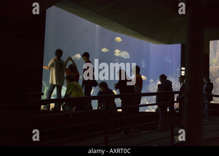 Visitors look into large display tanks filled with fish and aquatic animals at the Tennessee Aquarium in Chattanooga Tennessee USA Stock Photo