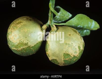 Black greenhouse thrips Heliothrips haemorrhoidalis russetting damage to young orange fruit Stock Photo