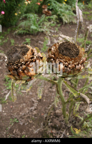 SEED-HEAD OF CYNARA CARDUNCULUS. CARDOON. Stock Photo