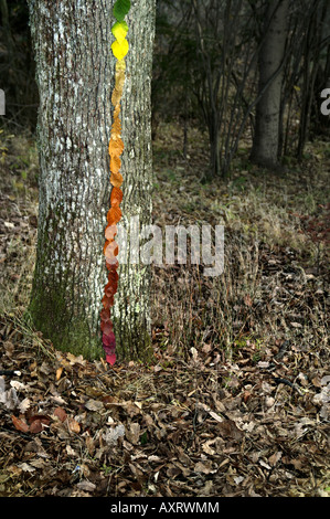 Land art landart colourful leaves aligned sorted colour tree trunk rainbow fuzzy green yellow red brown line forest fine autumn Stock Photo