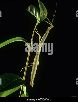 Indian stick insect Carausius morosus on privet Stock Photo