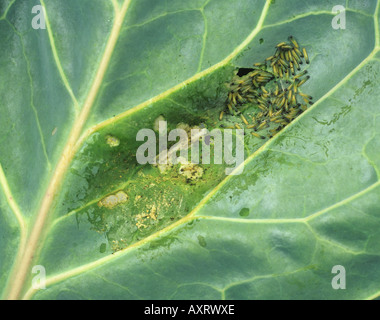 Very young large white butterfly Pieris brassicae caterpillars stripping a brassica leaf Stock Photo