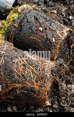 VULNERABLE PLANTS GROWN IN POTS ARE MORE PRONE TO VINE WEEVIL LARVAE OTIORHYNCHUS SULCATUS DAMAGE Stock Photo