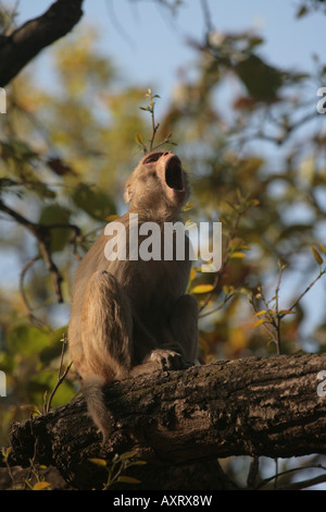 Rhesus Macaque Macaca mulatta Stock Photo