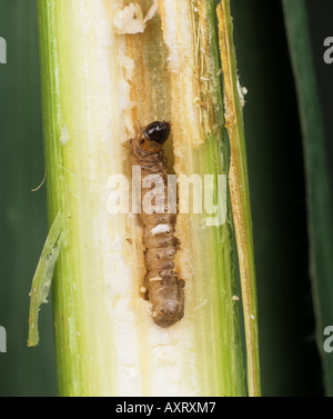 European corn borer Ostrinia nubialis caterpillar in damaged corn stem Stock Photo