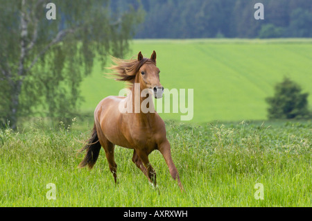 two years Paso Fino Horse stallion galloping on paddock Stock Photo