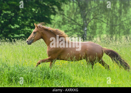 2 years old Paso Fino Horse stallion galloping on paddock Stock Photo