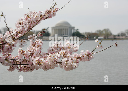 Cherry Blossoms, Thomas Jefferson Memorial and tidal basin, West Potomac Park, The Mall, Washington DC, USA Stock Photo