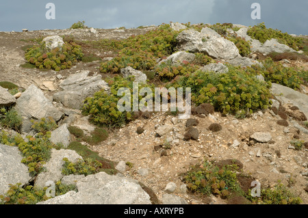 Rock samphire Crithmum maritimum flowering seedling on rocks at Portland Bill Stock Photo