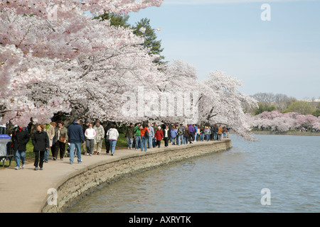 Cherry Blossoms, Thomas Jefferson Memorial and tidal basin, West Potomac Park, The Mall, Washington DC, USA Stock Photo