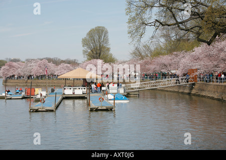 Cherry Blossoms, Thomas Jefferson Memorial and tidal basin, West Potomac Park, The Mall, Washington DC, USA Stock Photo