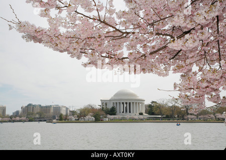 Cherry Blossoms, Thomas Jefferson Memorial and tidal basin, West Potomac Park, The Mall, Washington DC, USA Stock Photo