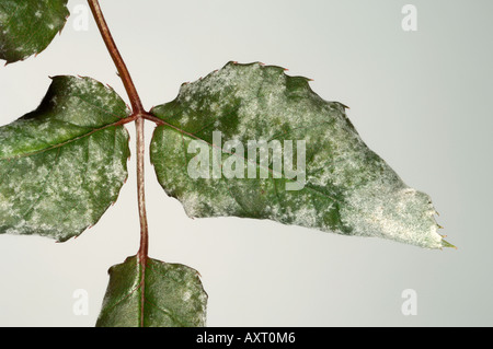 Powdery mildew (Podosphaera pannosa) infection on climbing rose leaves Stock Photo
