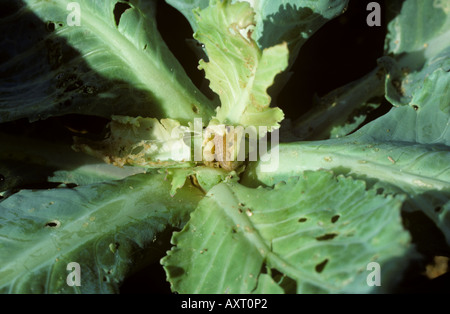Cabbage webworm Hellula undalis caterpillars and damage to a cabbage plant Stock Photo