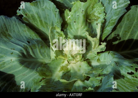 Cluster caterpillar Spodoptera litura caterpillars and damage to a cabbage plant Stock Photo