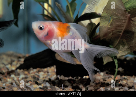 Goldfish 'Oranda', Carassius auratus, freshwater fish, Ciprinidae Stock Photo