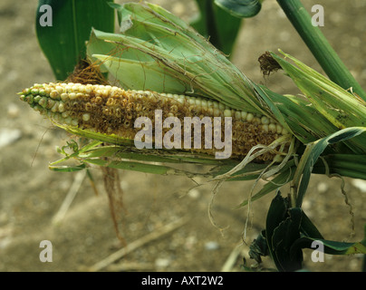Severe damaged caused by birds to a maize or corn cob Stock Photo