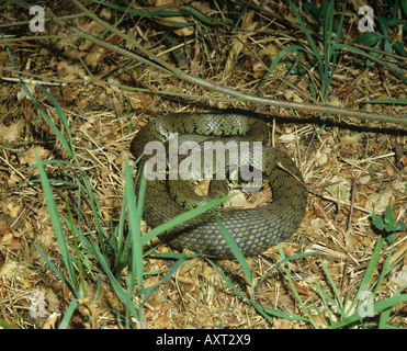 Adult grass snake Natrix natrix natrix curled up in typical habitat Stock Photo