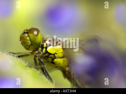 Dragonfly Common Sympetrum Sypetrum striolatum resting on leaf UK Stock Photo