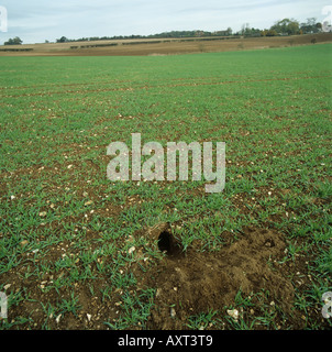 Rabbit burrow at the edge of a field of seedling barley severely damaged by rabbits Stock Photo