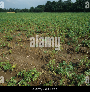 Damage to potato crop by golden potato cyst nematodes Globodera rostochiensis Stock Photo