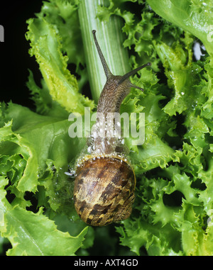 Garden snail Cornu aspersum releasing defensive bubbles on a garden vegetable leaf Stock Photo