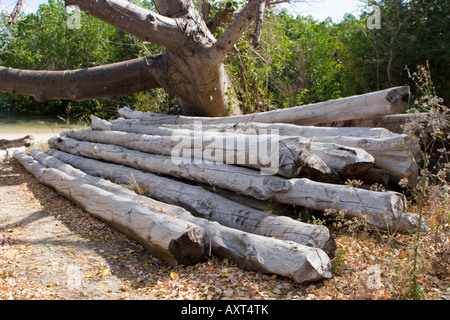 Logged coconut palm trees used in dhow building Stock Photo