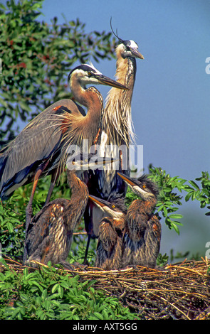 Complete family of Great Blue Herons at their nest in Florida USA Stock Photo