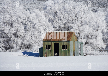 Old Shed and Willow Trees in Hoar Frost Idaburn Maniototo South Island New Zealand Stock Photo