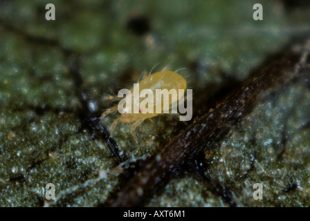 McDaniel spider mite Tetranychus mcdanieli on grapevine leaf Stock ...