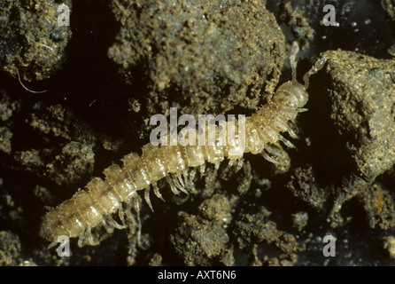 Flat backed millipede Polydesmus angustus adult soil pest on soil Stock Photo