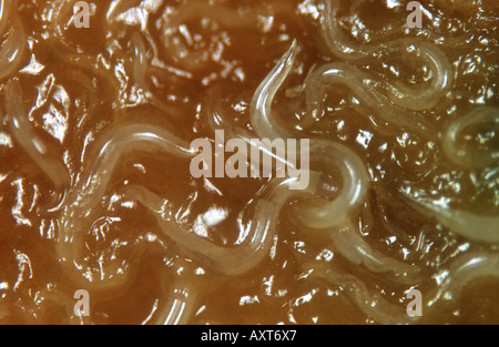 Free-living nematodes, Phasmarhabditis hermaphrodita, on dead slug killed by biological control agent Stock Photo