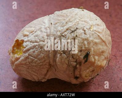 Deformed egg from an internal laying hen. Stock Photo