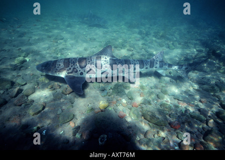 Leopard shark Triakis semifasciata Stock Photo