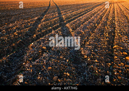 Tractor tracks in a ploughed field in Germany. Stock Photo