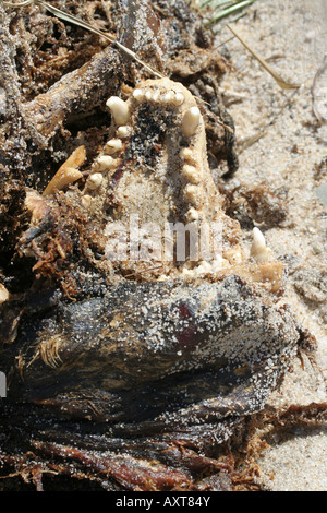 Close-up of the head of a gray seal carcass. Stock Photo