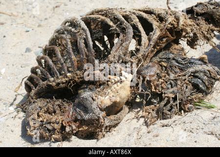 Carcass of a gray seal on a CapeCod beach. Stock Photo