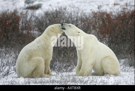 Two polar bears nuzzle amongst the willows in Churchill, Manitoba, Canada. Stock Photo