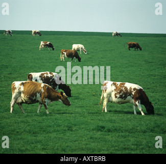 Ayrshire dairy cows grazing on pasture in spring Hampshire Stock Photo
