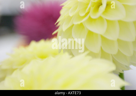 Exhibitor preparing his Dahlias for a flower show Stock Photo