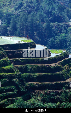 Rice pickers on top of huge rice terraces , Banaue , Philippines Stock Photo