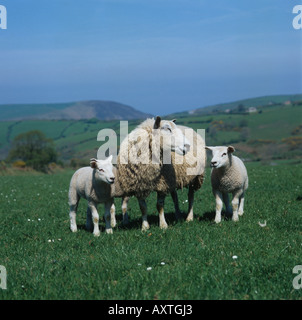 Exmoor mule ewe with three lambs North Devon