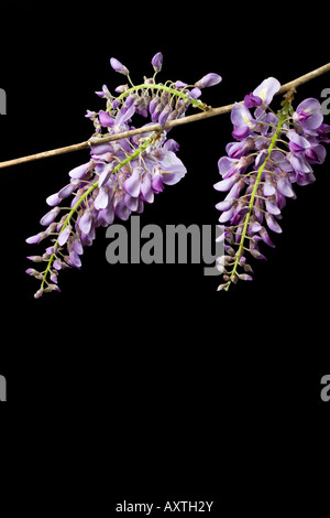 Photo of wisteria bloom on black background Stock Photo