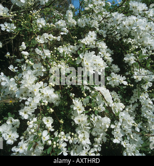 White flowering shrub Exochorda x macrantha The Bride Stock Photo