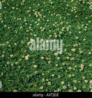 White clover flowering in a grass ley clover mixture Stock Photo