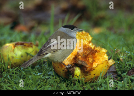 blackcap Sylvia atricapilla male on apple cornwall Stock Photo