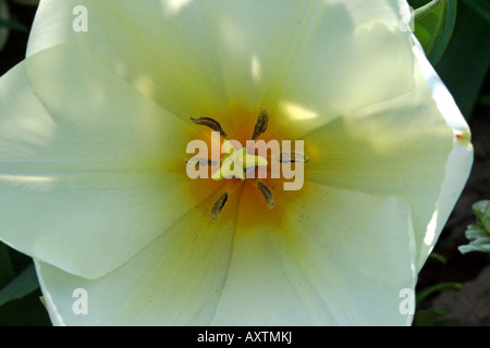 Macro photo of the yellow and white tulip, including the pistil and the stamen. Stock Photo