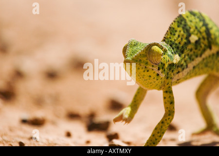 A dwarf chamaeleon Chamaeleon Pumilus' Stock Photo