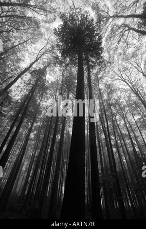 Evocative forest images with dominant tree rising into the mist and forest canopy Stock Photo